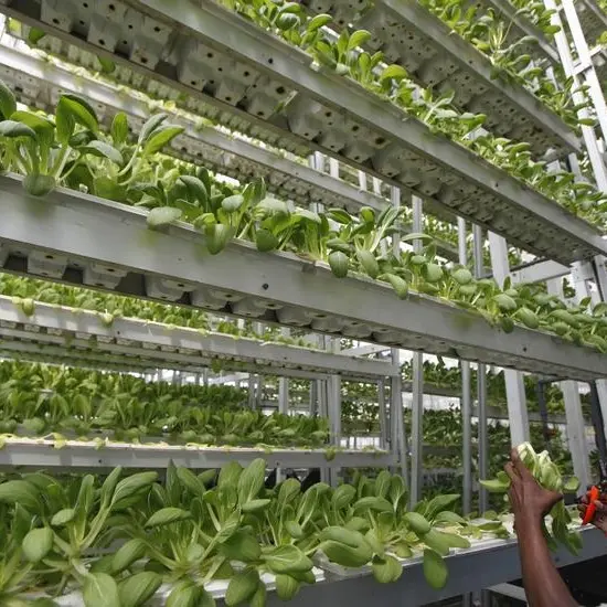 PROJECTS: Sokovo to establish indoor vertical farm in Dubai Industrial City