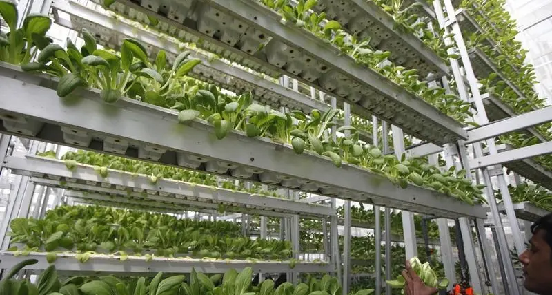 PROJECTS: Sokovo to establish indoor vertical farm in Dubai Industrial City