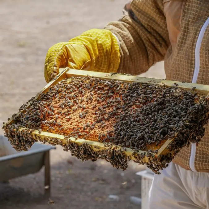 ADAFSA reaffirms commitment to advancing the Emirati honeybee breed