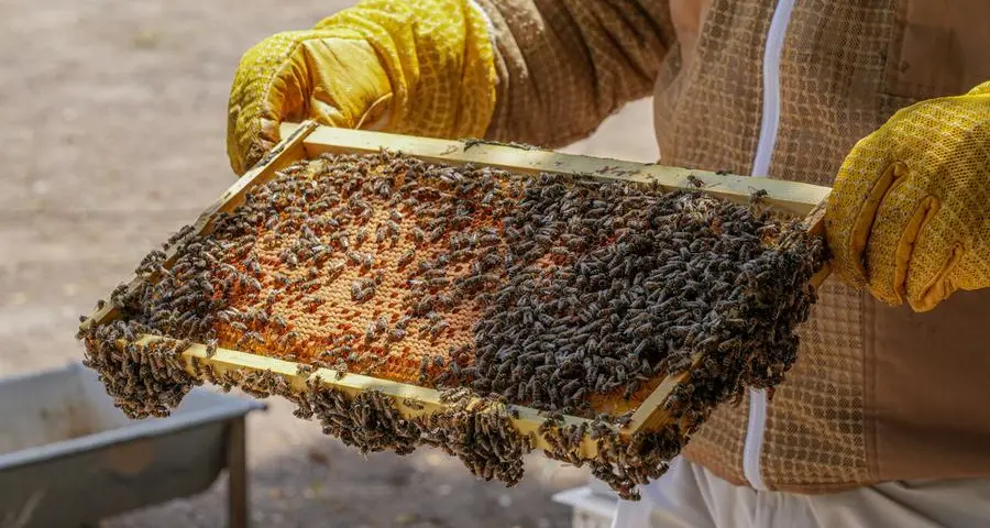 ADAFSA reaffirms commitment to advancing the Emirati honeybee breed