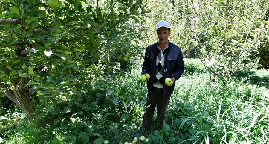 'Worst enemy': Morocco quake brings new hardships for farmers