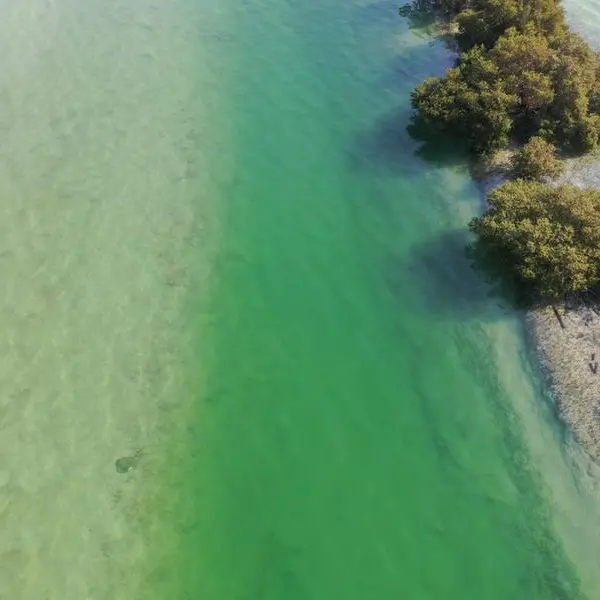 New UAE study calls for greater protection of coastal lagoons to secure long-term benefits for climate, biodiversity and economy