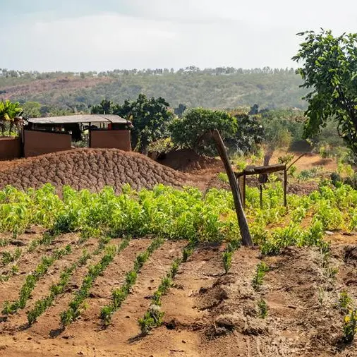 Nigeria: FG unveils new agric project to boost food security