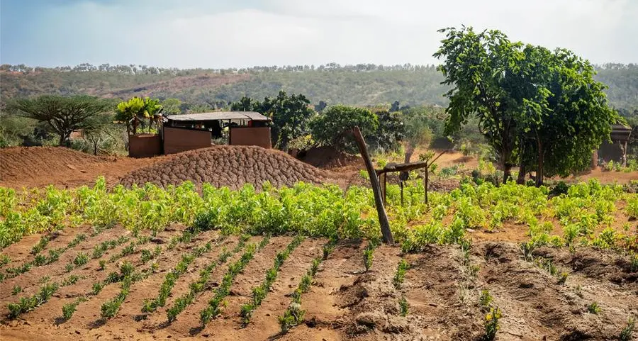 Nigeria’s fertiliser production capacity skyrockets by over 300% since 2017