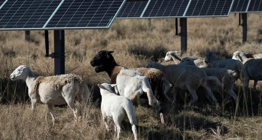 Sheep grazing under solar panels help US farmers to survive crop-price slump
