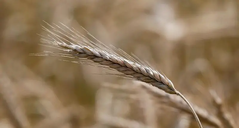 Bangladesh gets offers in 50,000 tonne wheat tender
