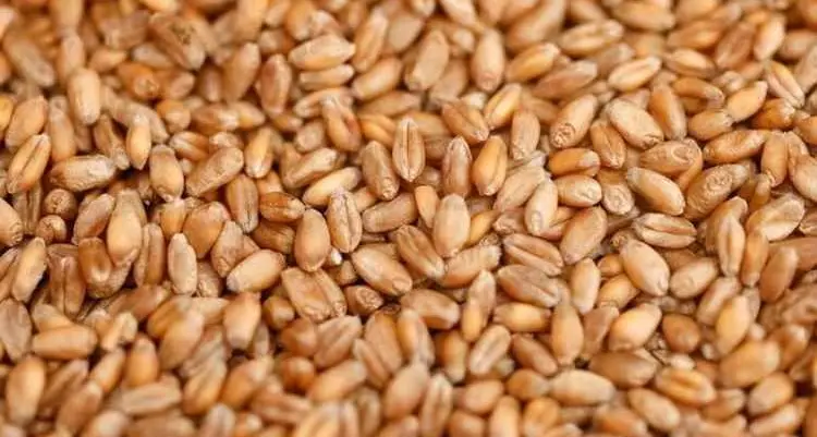 روسيا تتبرع بـ 25 ألف طن من القمح للبنان