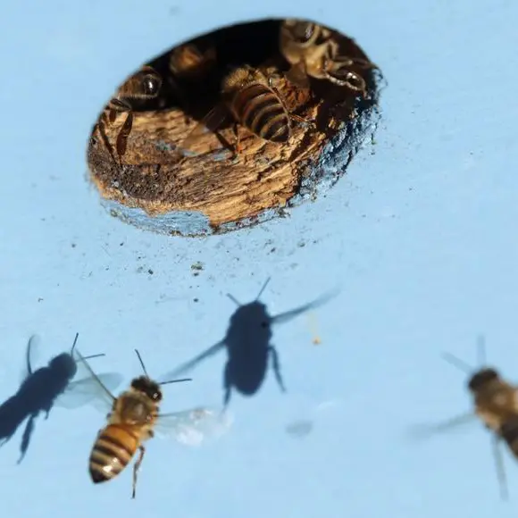 UAE appropriate environment for beekeeping