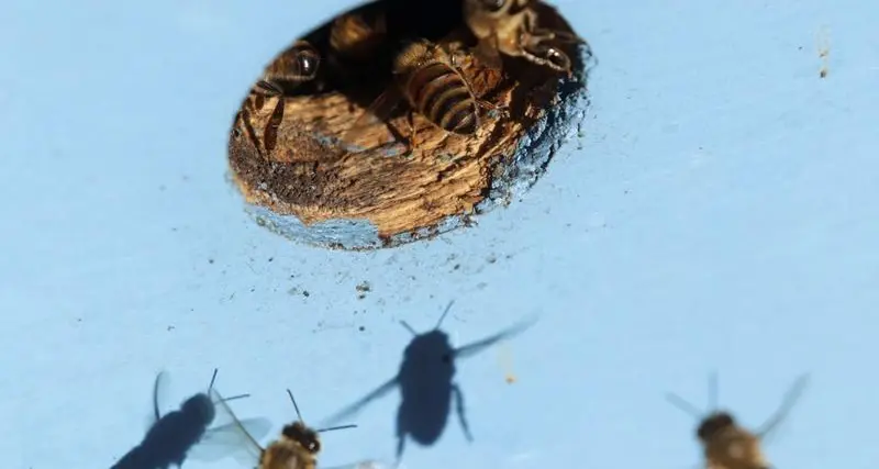 UAE appropriate environment for beekeeping