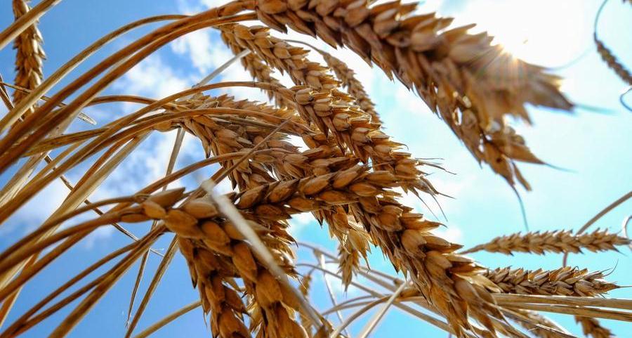 Romanian wheat harvest may drop 18% this year -agriculture minister