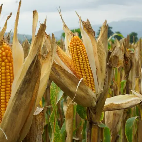 Egypt’s imports of yellow corn down 25% YoY in 2023