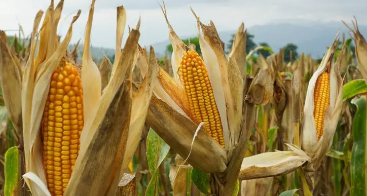 Egypt’s imports of yellow corn down 25% YoY in 2023