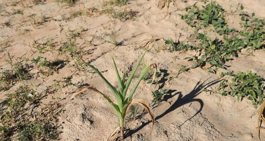 El Niño drought hits Zimbabwe hard