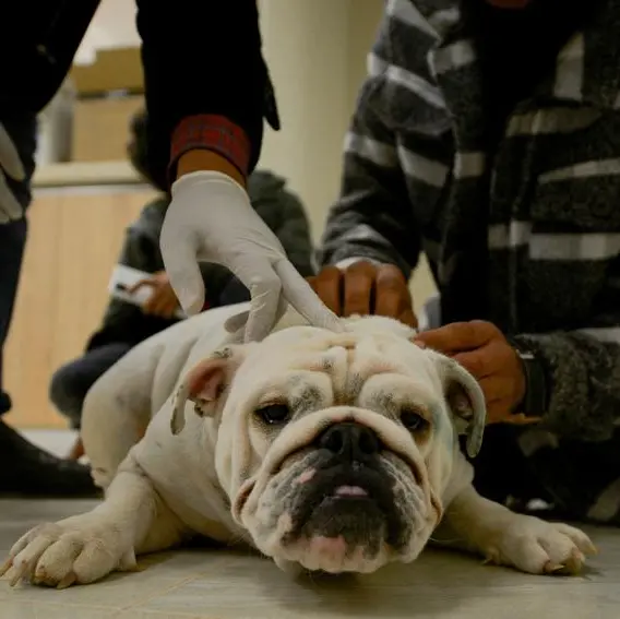 French bulldog claims title of top US purebred, dethroning Labrador retriever