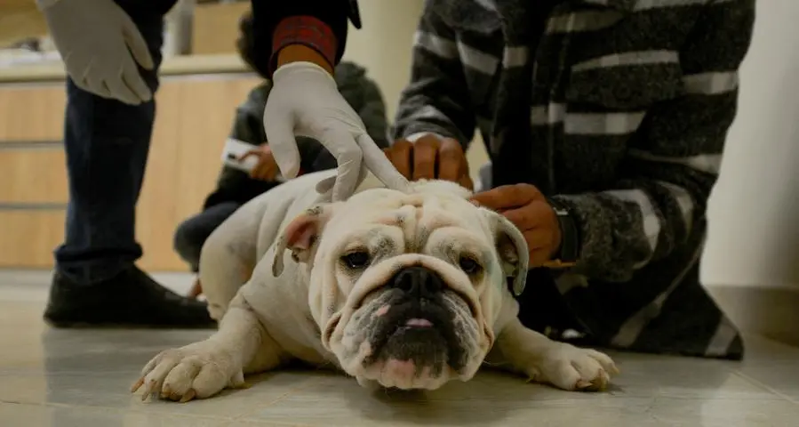 French bulldog claims title of top US purebred, dethroning Labrador retriever
