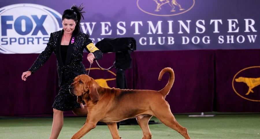 Trumpet, a bloodhound, wins U.S. Westminster dog show