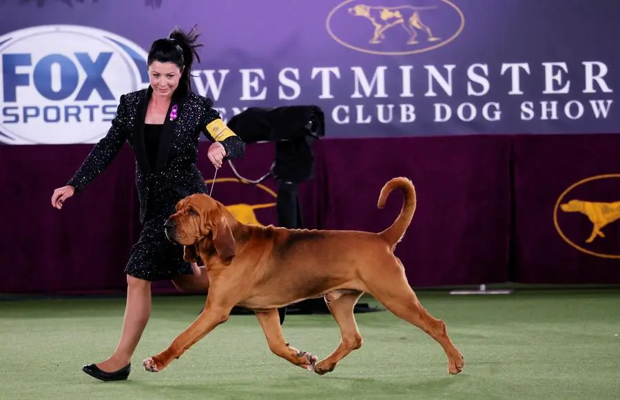 how much does it cost to go to westminster dog show