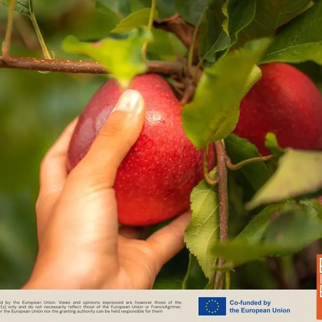 European apples remain a firm favourite with Middle Eastern consumers