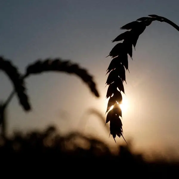 Some 601,115 tonnes of Ukrainian grains pass through Romanian Black Sea port