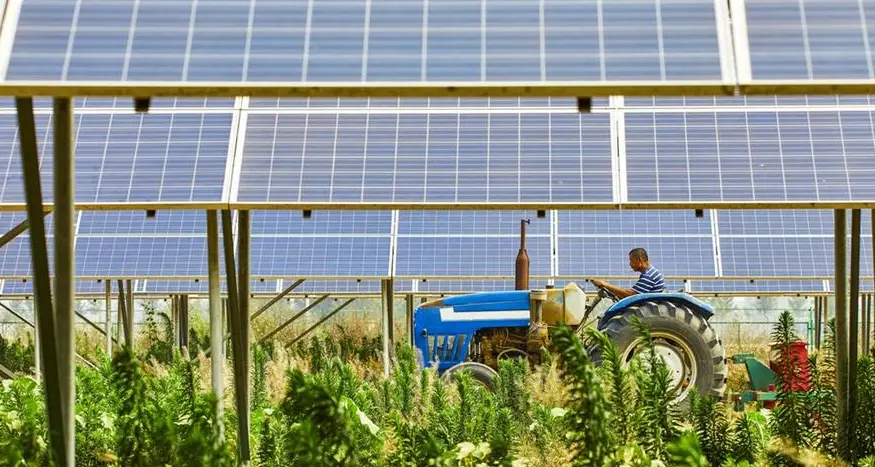 Harvesting the sun twice: How Agri-PV can create cheap energy and crops in the MENA Region