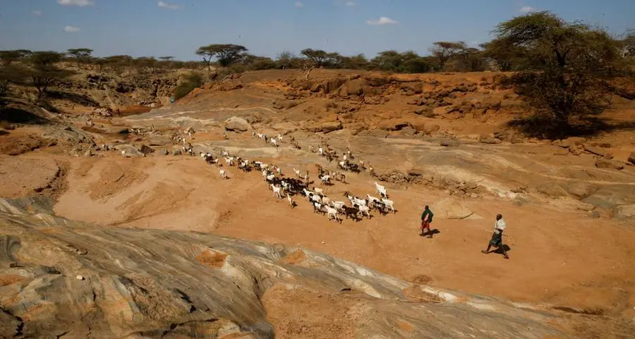 Drought-hit Kenyan herders save wildlife - and their livelihoods