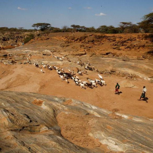 Drought-hit Kenyan herders save wildlife - and their livelihoods