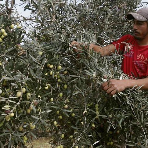 Bumper harvest for SA olive growers