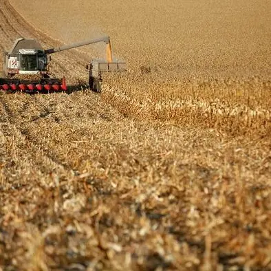 Russian wheat prices rise with active exports