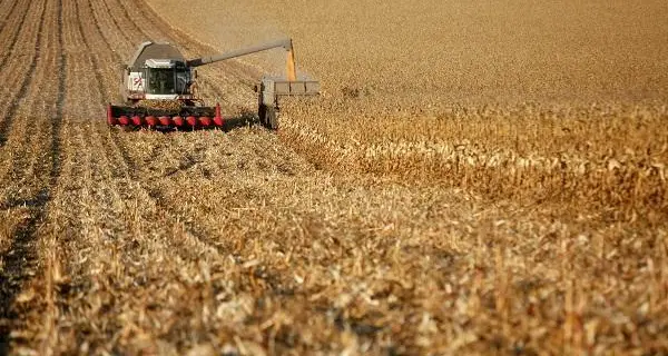 Russian wheat prices rise with active exports