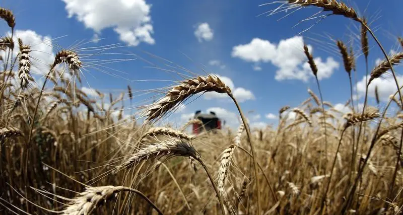 المؤسسة العامة للحبوب السعودية تطرح مناقصة لاستيراد 535 ألف طن من القمح