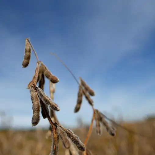 Soybeans ease on forecast of improved South American weather