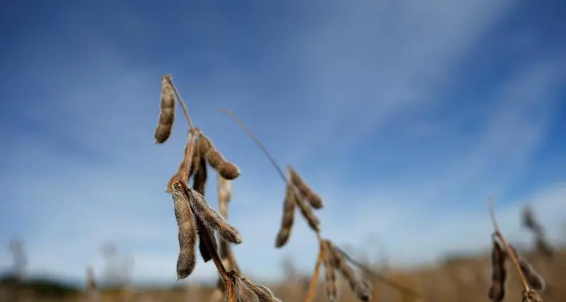 Soybeans ease on forecast of improved South American weather