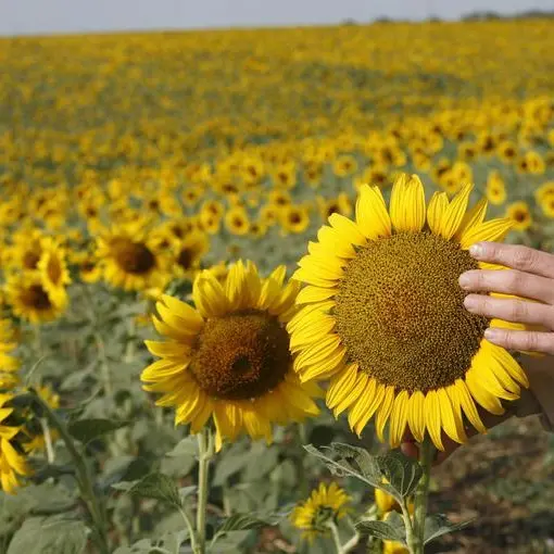 Egypt buys 59,000 tonnes of soyoil in local tender -trade