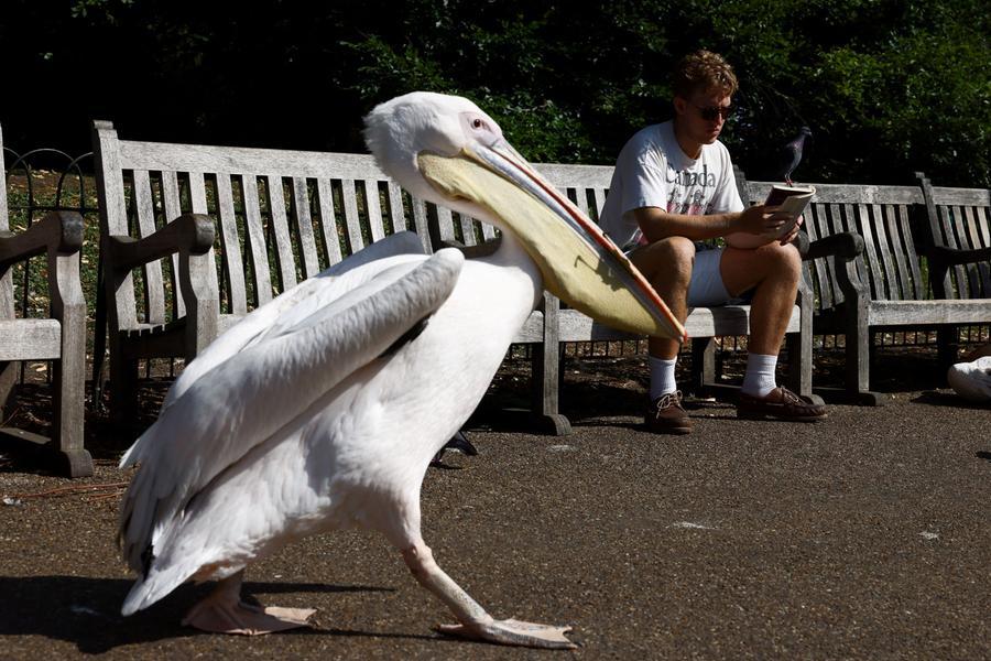 Velika Britanija začasno ustavlja dodatne mejne kontrole za živali in rastline iz EU