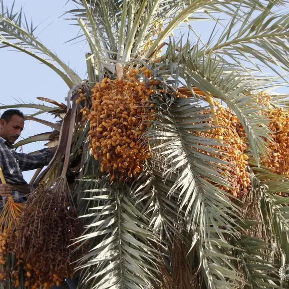 مصر تحتل المركز الأول في إنتاج التمر