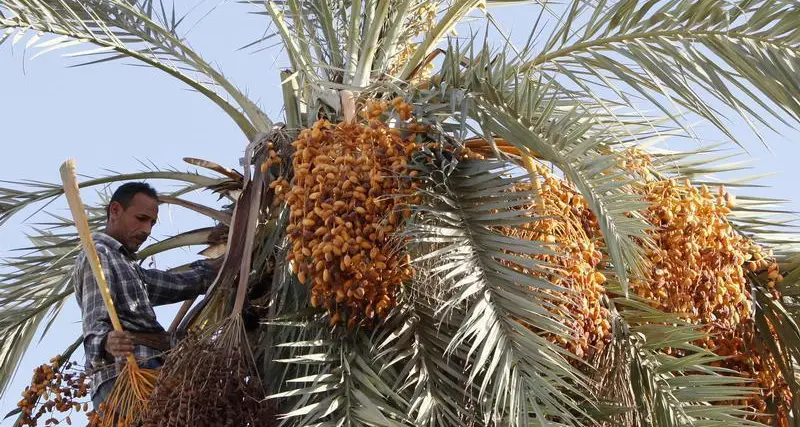 مصر تحتل المركز الأول في إنتاج التمر