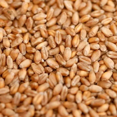 Taiwan buys estimated 104,000 metric tons of U.S.-origin wheat