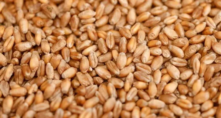 Taiwan buys estimated 104,000 metric tons of U.S.-origin wheat