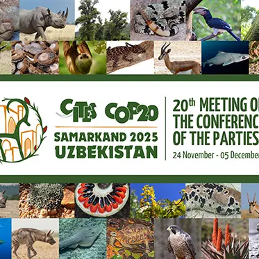 COP20 kicks off in Uzbekistan with US and UAE pushing for stronger controls on endangered species trade