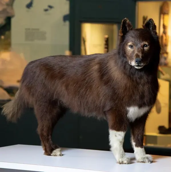 A good dog with great genes - 1920s Alaska sled-relay hero Balto