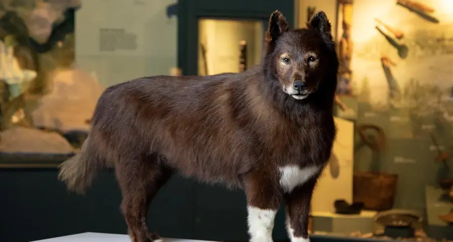 A good dog with great genes - 1920s Alaska sled-relay hero Balto