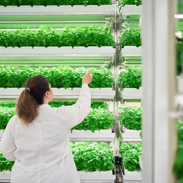 Omani vertical farming venture sees positive consumer response