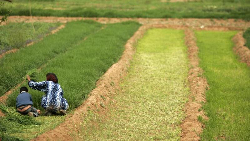 Morocco's OCP aims to boost fertiliser output despite lack of Russian ammonia