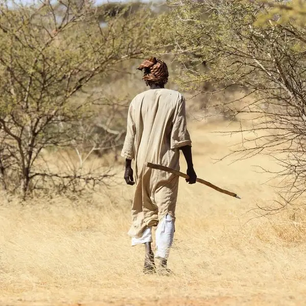 Sudan's prized gum trees ward off drought but workers wither