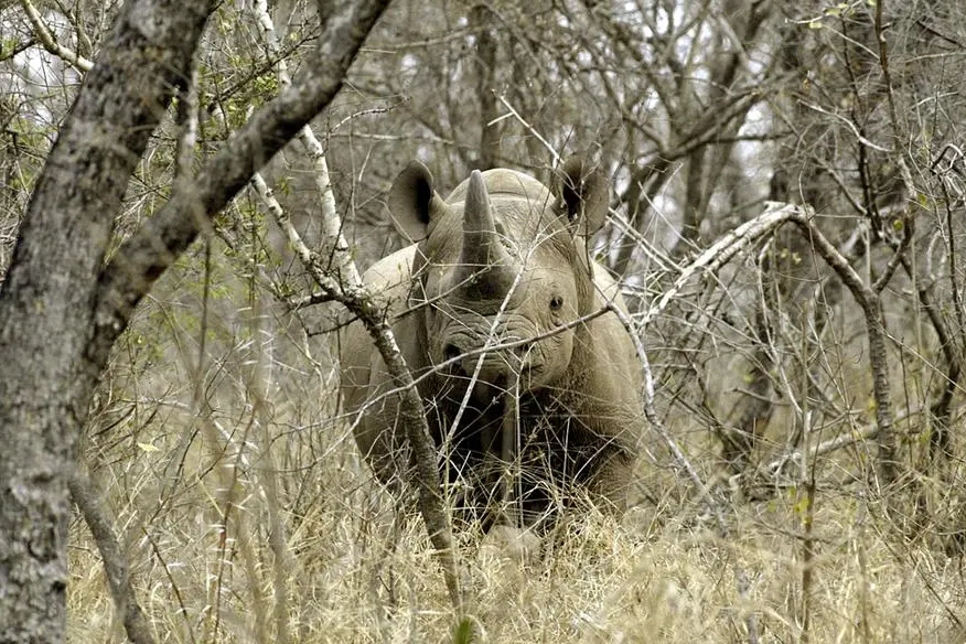 South Africa's largest rhino farm puts itself up for sale