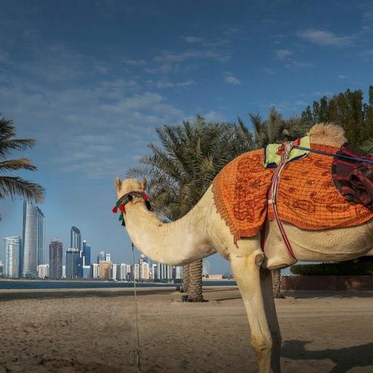 Emirati Vibes: How camel's hair and palm tree fronds were once a source of livelihood in UAE