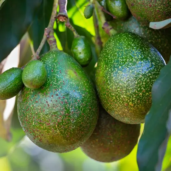 Kenya avocado exports to China fall by 80%