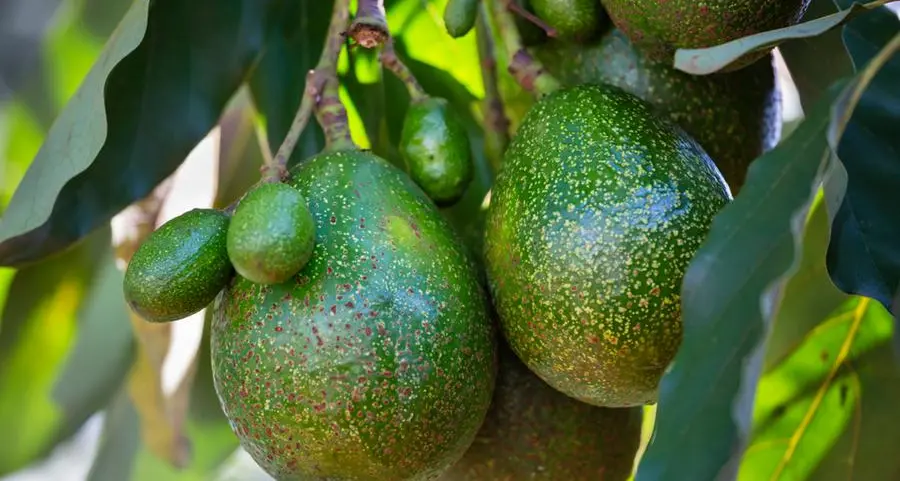 Kenya avocado exports to China fall by 80%