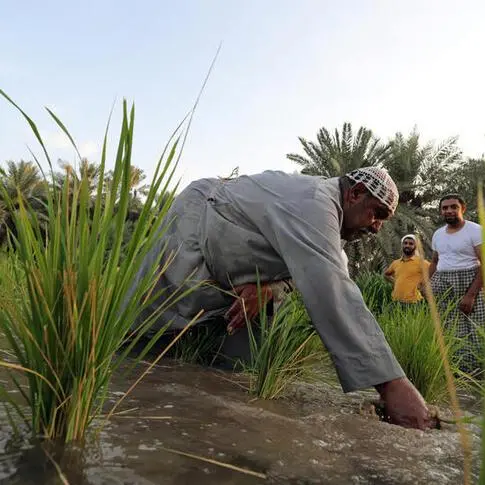 Saudi Grains Organization pays $7.5mln to local farmers