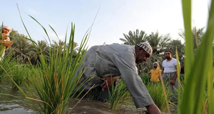 Saudi Grains Organization pays $7.5mln to local farmers